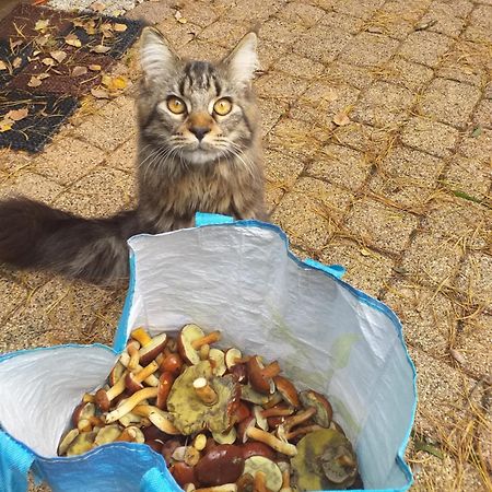 Lesna Ostoja Nad Pilica Βίλα Lechanice Εξωτερικό φωτογραφία